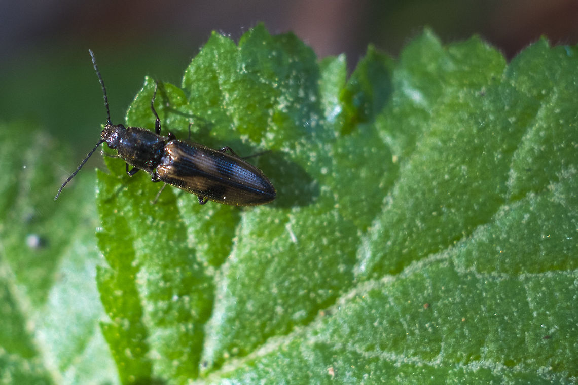 Bronze and black leaf beetle ID courtesy of BugGuide Ctenicera umbripennis,Geotagged,Spring,United States