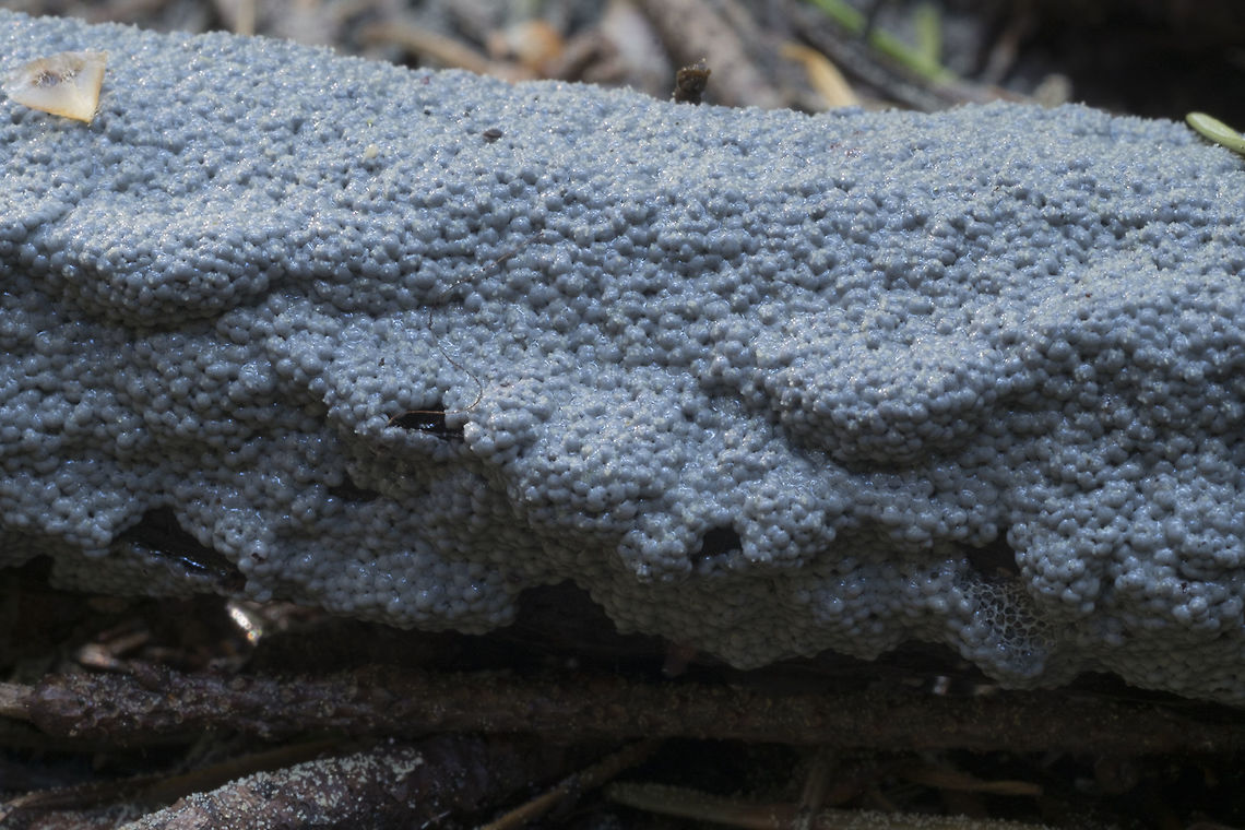 Gray slime mold plasmodium I'm not sure it's even possible to ID many slime molds in this stage.. I'd be curious to see what this looks like in a few days.<br />
Cribraria sp. maybe Cribraria argillacea - Zombie slime mold Cribraria argillacea,Geotagged,Spring,United States,zombie slime mold
