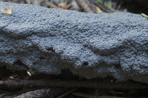 Gray slime mold plasmodium I'm not sure it's even possible to ID many slime molds in this stage.. I'd be curious to see what this looks like in a few days.
Cribraria sp. maybe Cribraria argillacea - Zombie slime mold Cribraria argillacea,Geotagged,Spring,United States,zombie slime mold