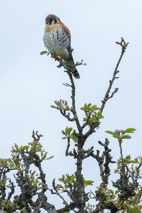 American Kestrel  American Kestrel,Falco sparverius,Geotagged,Spring,United States