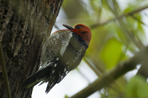 Redbreasted Sap Sucker last frame before the battery went dead - whew :p Geotagged,Red-breasted sapsucker,Sphyrapicus ruber,Spring,United States