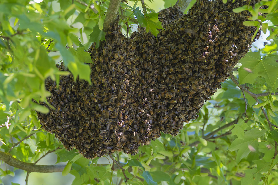 Swarm of Bees!  Apis mellifera,Geotagged,Spring,United States,Western honey bee