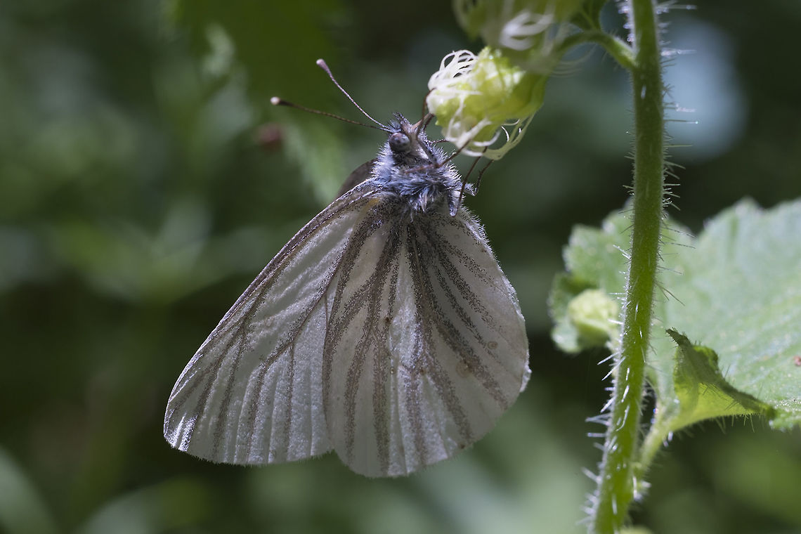 Margined White  Geotagged,Pieris marginalis,Spring,United States