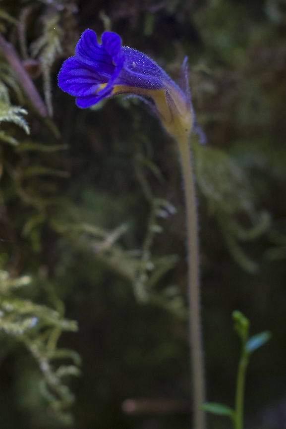 Naked Broomrape  Aphyllon uniflorum,Geotagged,One-Flowered Cancer Root,Orobanche uniflora,Spring,United States