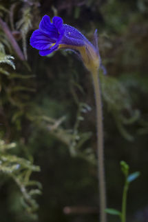 Naked Broomrape  Aphyllon uniflorum,Geotagged,One-Flowered Cancer Root,Orobanche uniflora,Spring,United States