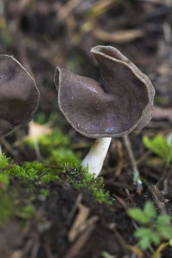 Helvella compressa  Geotagged,Helvella compressa,Spring,United States