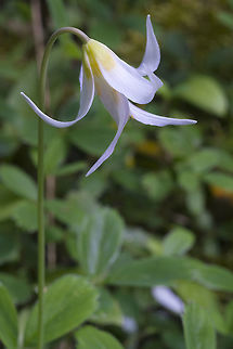 Oregon Fawn Lily  Erythronium oregonum,Geotagged,Spring,United States