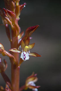 Western Spotted Coralroot  Corallorhiza,Corallorhiza maculata,Geotagged,Spring,United States,spotted coralroot