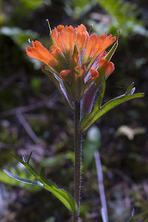 Harsh Indian Paintbrush one of our most widespread paintbrush - found from sea level to the mountains Castilleja hispida,Geotagged,Harsh Paintbrush,Spring,United States