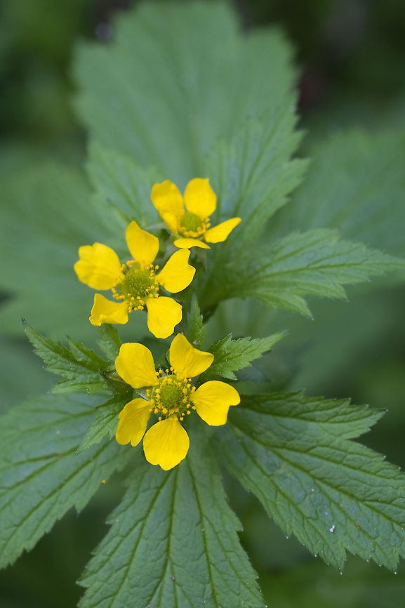 Largeleaf Avens  Geotagged,Geum macrophyllum,Spring,United States