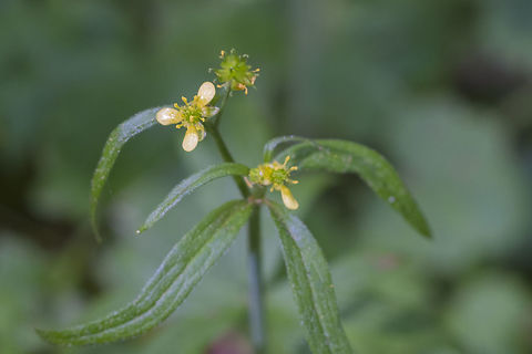 Little Buttercup  Geotagged,Ranunculus uncinatus,Spring,United States