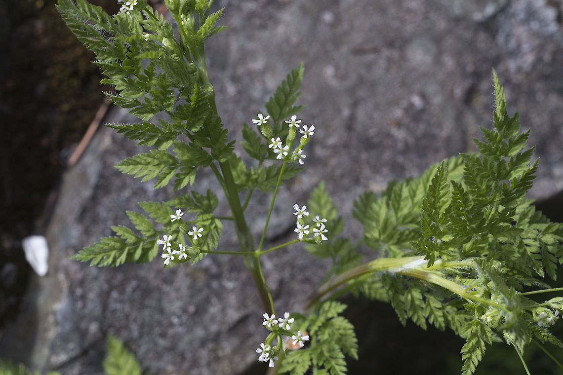 Burr Chervil introduced Anthriscus caucalis,Geotagged,Spring,United States