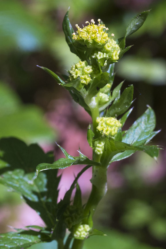 Pacific Sanicle  Geotagged,Sanicula crassicaulis,Spring,United States