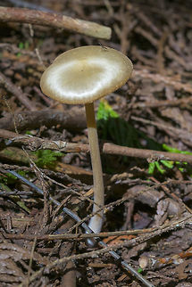 Golden mushroom  Geotagged,Spring,United States