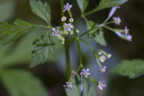 Mountain Sweet Cicely  Geotagged,Osmorhiza berteroi,Spring,United States