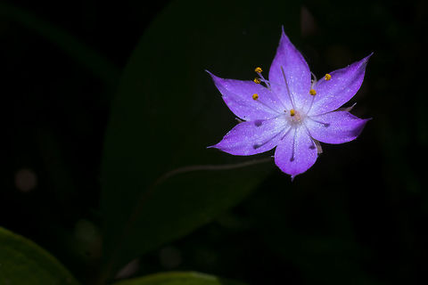 Western Starflower - pink variation  Geotagged,Lysimachia latifolia,Spring,Trientalis latifolia,United States