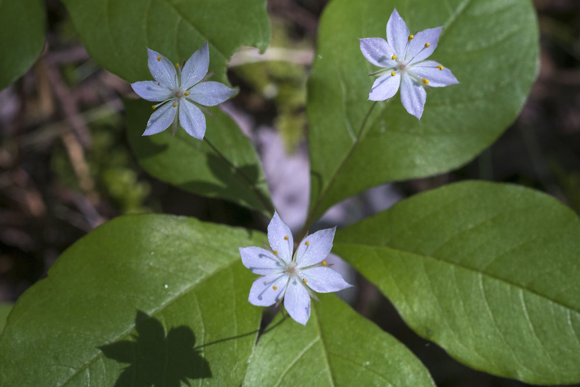 Western Starflower - white variation  Geotagged,Lysimachia latifolia,Spring,Trientalis borealis,Trientalis latifolia,United States