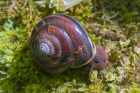 Pacific Sideband Snail  Geotagged,Monadenia fidelis,Pacific sideband,Spring,United States