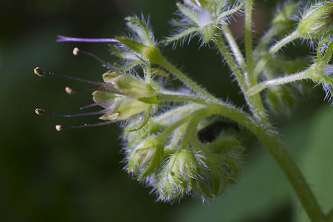 Pacific Waterleaf  Geotagged,Hydrophyllum tenuipes,Spring,United States