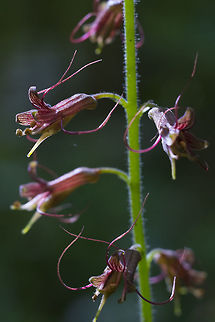Youth-on-age  Geotagged,Spring,Tolmiea menziesii,United States