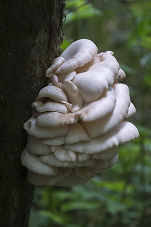 Oyster Mushrooms  Geotagged,Pleurotus populinus,Spring,United States