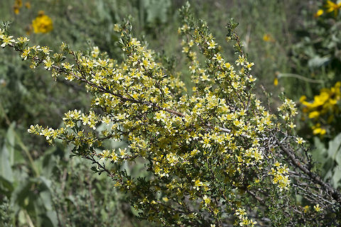 Antelope Brush  Geotagged,Purshia tridentata,Spring,United States