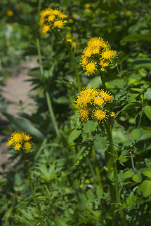 Tall Silvercrown  Cacaliopsis nardosmia,Geotagged,Spring,United States,silvercrown