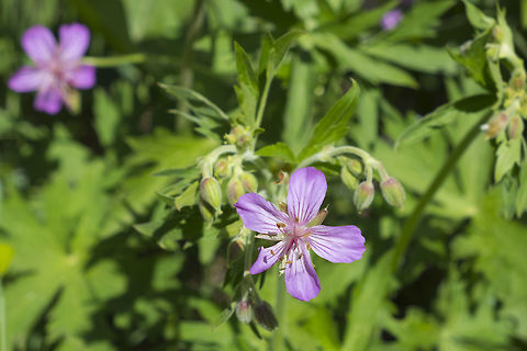 Sticky Purple Geranium  Geotagged,Geranium viscosissimum,Spring,Sticky purple Geranium,United States