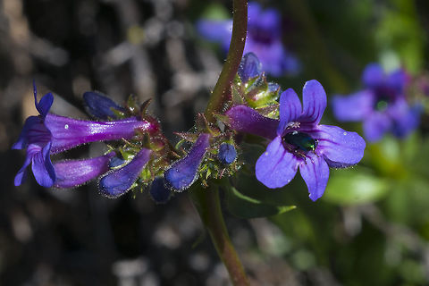 Chelan Penstemon  Chelan Penstemon,Geotagged,Penstemon pruinosus,Spring,United States