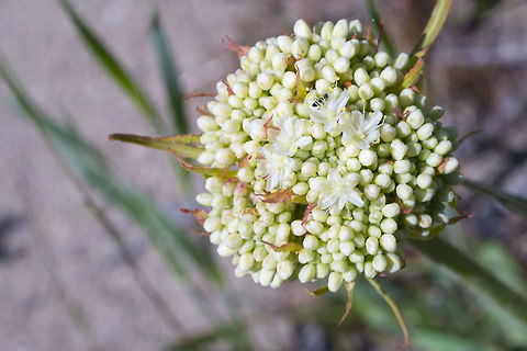 Parsnip Flower Buckwheat  Eriogonum heracleoides,Geotagged,Parsnipflower buckwheat,Spring,United States