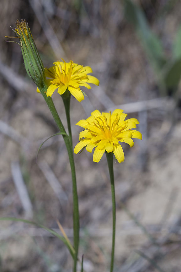 Annual Agoseris  Agoseris heterophylla,Geotagged,Spring,United States