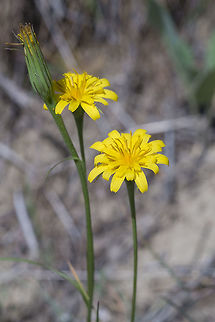 Annual Agoseris  Agoseris heterophylla,Geotagged,Spring,United States