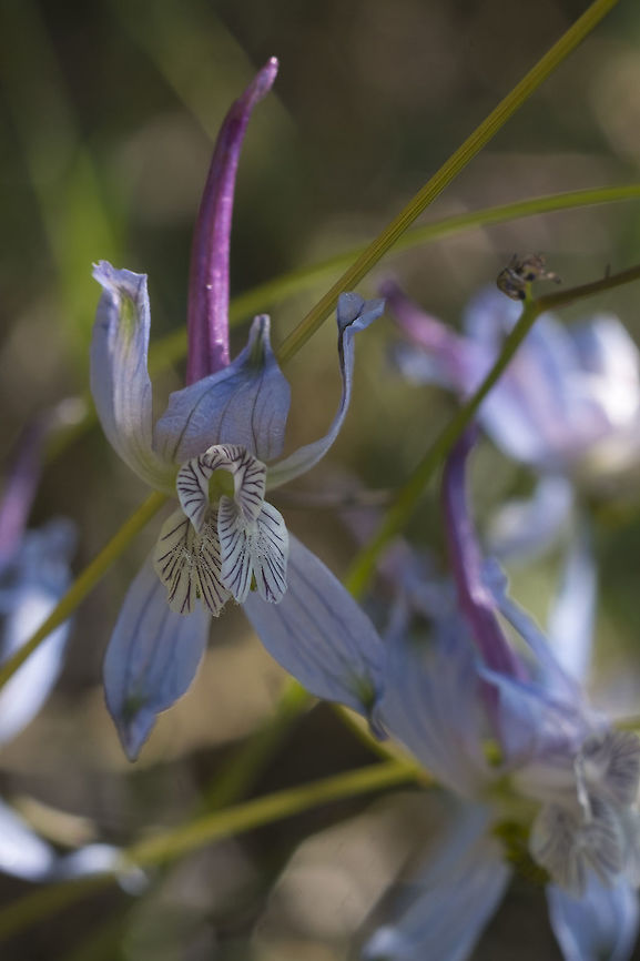 Thin Petal Larkspur  Delphinium lineapetalum,Geotagged,Spring,Thin Petal Larkspur,United States