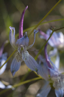 Thin Petal Larkspur  Delphinium lineapetalum,Geotagged,Spring,Thin Petal Larkspur,United States