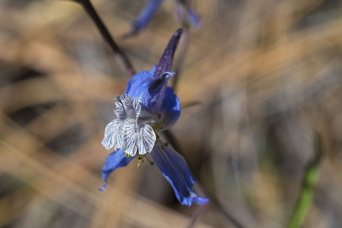 Thin Petal Larkspur  Delphinium lineapetalum,Geotagged,Spring,Thin Petal Larkspur,United States