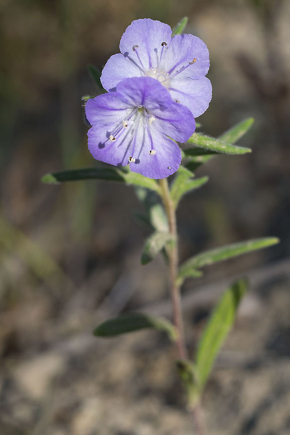 Small purple flowers  Geotagged,Phacelia linearis,Spring,United States