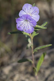 Small purple flowers  Geotagged,Phacelia linearis,Spring,United States