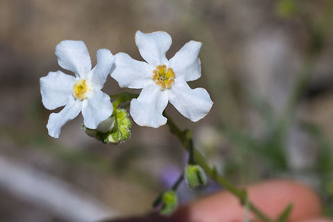 Spreading Stickseed  Geotagged,Hackelia diffusa,Spreading Stickseed,Spring,United States