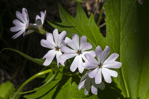 Showy Phlox  Geotagged,Phlox speciosa,Spring,United States