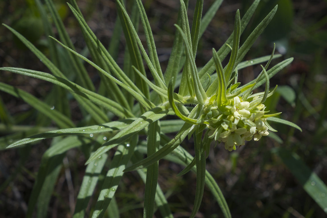 Columbia Puccoon  Geotagged,Lithospermum ruderale,Spring,United States