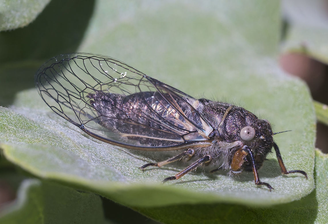Orchard Cicada Probably fairly newly emerged. They eyes will turn black eventually, but the chestnut coloring on the forelegs is indicative of this species. Geotagged,Orchard Cicada,Platypedia areolata,Spring,United States