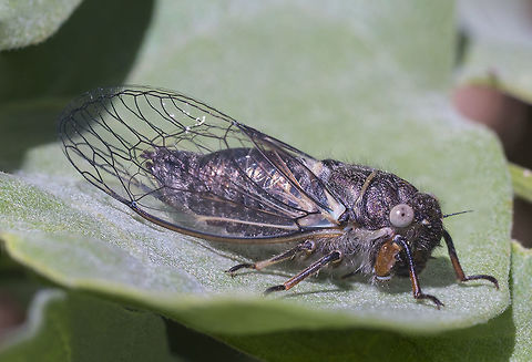 Orchard Cicada Probably fairly newly emerged. They eyes will turn black eventually, but the chestnut coloring on the forelegs is indicative of this species. Geotagged,Orchard Cicada,Platypedia areolata,Spring,United States