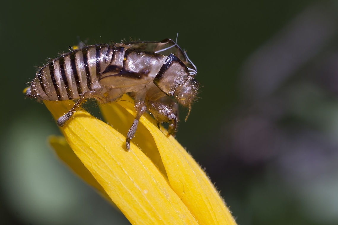 Cicada nymph shell probably from an Orchard cicada, as they were present, but I'm not sure there's any way to tell from just the cast off skin. Geotagged,Spring,United States