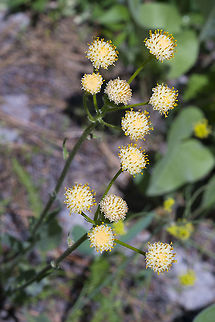 Racemose Pussytoes  Antennaria racemosa,Chaenactis douglasii,Geotagged,Spring,United States