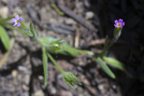 Slender Phlox  Geotagged,Microsteris gracilis,Spring,United States