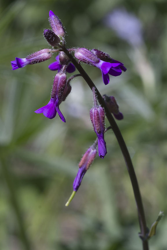 Elegant Rockcress Confusing&hellip; confusing&hellip; there are two "new" latin names that both point back to one older latin name (Arabis sparsiflora)&hellip; nothing I could find seems to indicate that the two Boechera are actually different species Boechera sparsiflora,Geotagged,Spring,United States