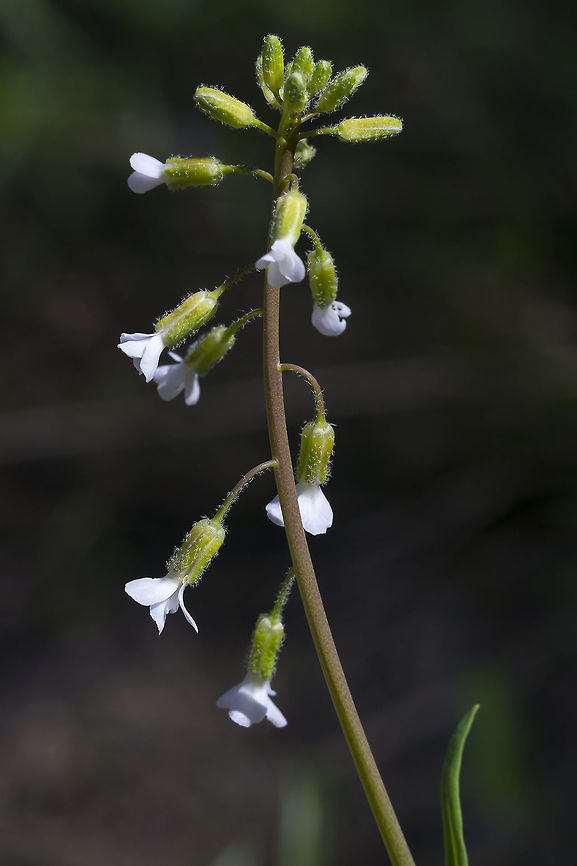 Elegant Rockcress, white morph  Boechera sparsiflora,Geotagged,Spring,United States
