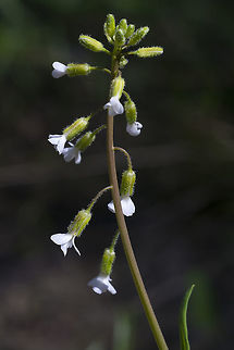 Elegant Rockcress, white morph  Boechera sparsiflora,Geotagged,Spring,United States
