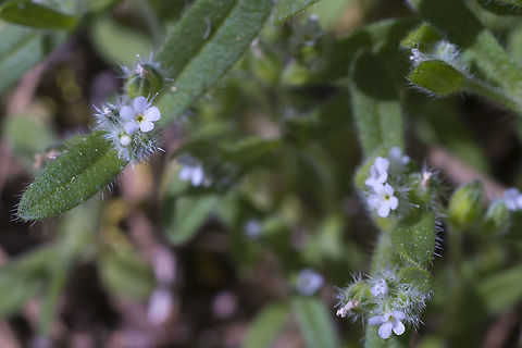 Cushion Cryptantha  Cryptantha circumscissa,Cryptantha pterocarya,Geotagged,Spring,United States