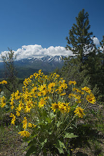 The view from the top - Sauer's Mountain While I tend to focus on the details here, the views are great too! This was actually just a bit down from the actual peak. The top has been fairly well tramped down and a bit devoid of vegetation, so the foreground was better a bit down the hill. This particular hike is only possible because Mr. Sauer is generous enough to allow people to park and cross through his property to reach the national forest lands on the hill above. I'm quite grateful as the wildflower abundance and diversity was quite incredible here. Thank you! Arrowleaf Balsamroot,Balsamorhiza sagittata